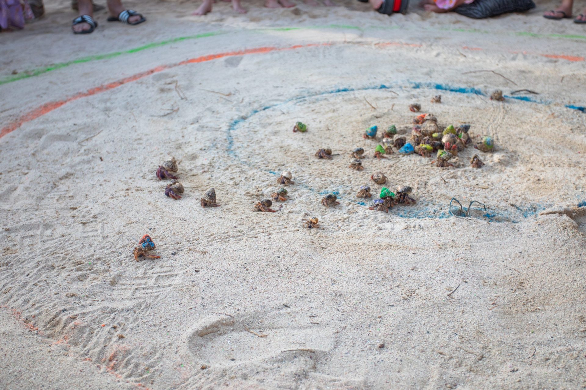 crabs in the sand