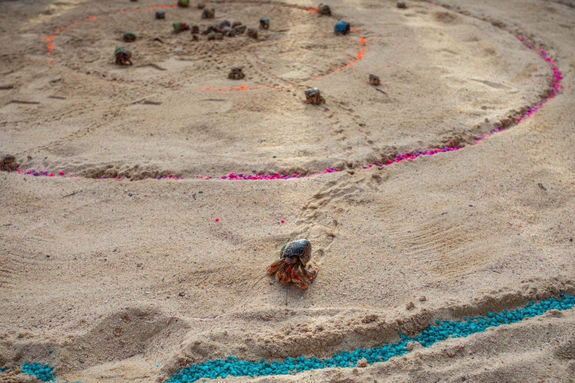 hermit crab